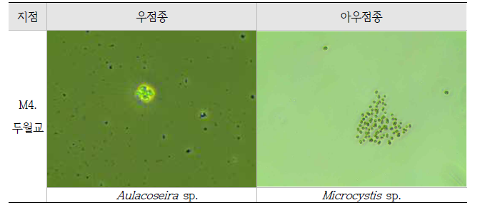 10월 조사 조류 우점 및 아우점종(2020년)