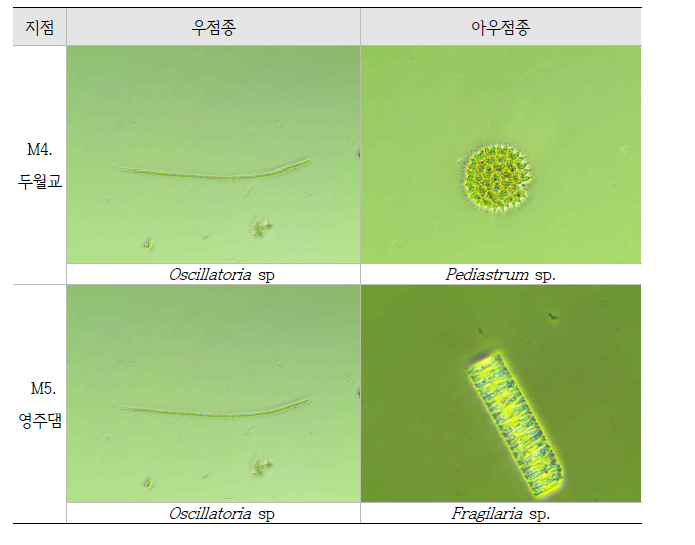 5월 조사 조류 우점 및 아우점종(2021년)