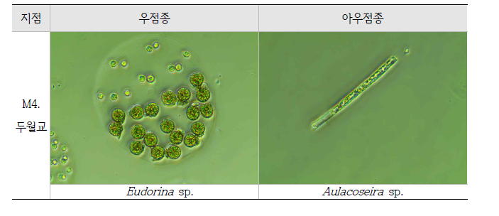 10월 조사 조류 우점 및 아우점종(2021년)