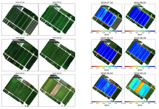 무인기 기반 시계열 RGB 영상 (9월 4일, 24일에 태풍으로 벼가 쓰러진 지역이 보임)