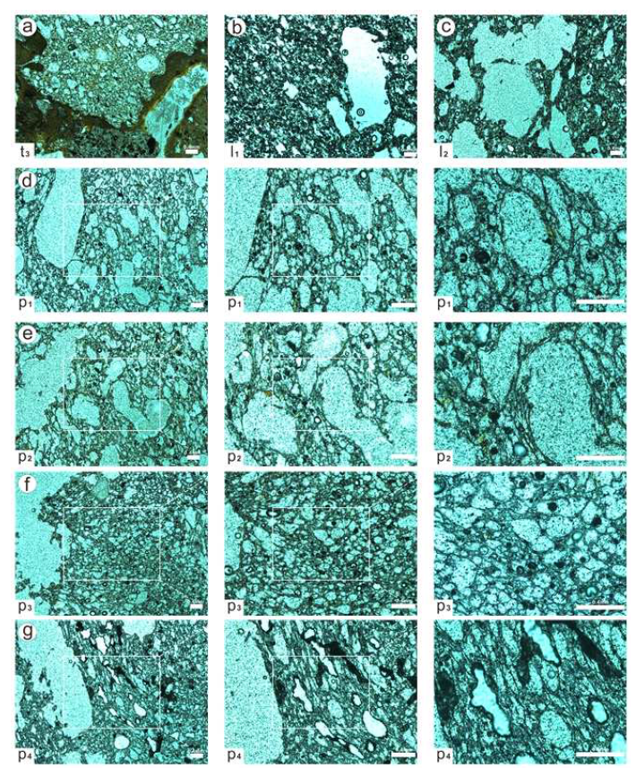 Photomicrographs captured from pumice clasts from eruptive units that show textural features in the Member of the extracaldera Maljandeung Tuff. (a) coarse tuff t3 showing small pumice clasts in a fine ash matrix; (b) A coarser vesicle crossing fine vesicles in a pumice clast from lapillistone l1; (c) Complex vesicle shapes among fine vesicles in a pumice clast from lapillistone l2; (d) Range of vesicle sizes is evenly distributed in a pumice clast from pumice deposits p1; (e) Complex vesicle shapes are exhibited and range of vesicle sizes is evenly distributed in a pumice clast from pumice deposits p2; (f) Range of smaller vesicle sizes is evenly distributed in a pumice clast from pumice deposits p3; (g) Coarser vesicles surrounded by domains of smaller stretched vesicles in a pumice clast from pumice deposits p4. Length of the white bars in all images is 200 μm