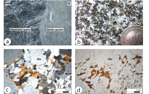 흑운모화강암의 노두사진 및 박편사진. (a) 흑운모화강암이 관입하면서 흑운모편 마암을 용융시켜 미그마타이트질 편마암이 형성됨. (b) 흑운모화강암의 근접사진. (c) XPL 박편사진. (d) PPL 박편사진. Qtz : Quartz, Bt : Biotite, Pl : plagioclase