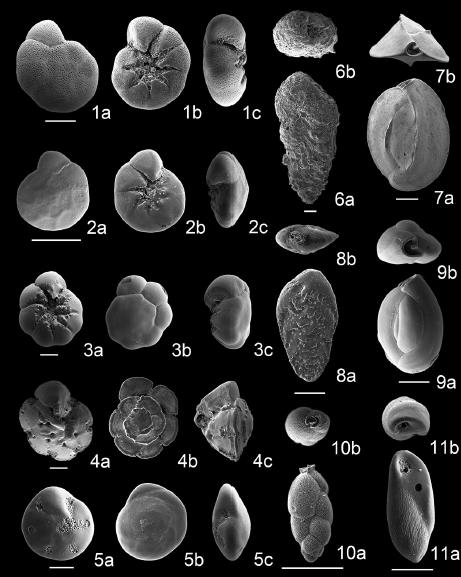 Scanning electron micrographs of benthic foraminifera in core ND-01. 1a-c. Ammonia “beccarii” (Linné) forma 1; 2a-c. Ammonia “beccarii” (Linné) forma 2; 3a-c. Ammonia japonica (Hada); 4a-c. Ammonia ketienziensis angulate Kuwano; 5a-c. Pseudorotalia gaimardii compressiuscula (Brady); 6a, b. Textularia sp. A; 7a, b. Quinqueloculina akneriana d’Orbigny; 8a, b. Bolivina robusta (Brady); 9a, b. Quinqueloculina seminulum (Linné); 10a, b. Uvigerinella glabra (Millett); 11a, b. Buliminella elegantissima (d’Orbigny). Scale bars are 100 μm