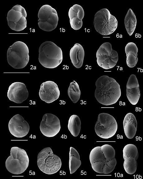 Scanning electron micrographs of benthic foraminifera in core ND-01. 1a, b. Cassidulina norvangi Thalmann; 2a, b. Paracassidulina neocarinata (Thalmann); 3a-c. Buccella frigida (Cushman); 4a-c. Pseudoparrella naraensis Kuwano; 5a-c. Pseudoparrella tamana Kuwano; 6a, b. Elphidium advenum (Cushman); 7a, b. Elphidium excavatum (Terquem) forma excavate; 8a, b. Elphidium excavatum (Terquem) forma clavata; 9a, b., Elphidium somaense Takayanagi. Scale bars are 100 μm