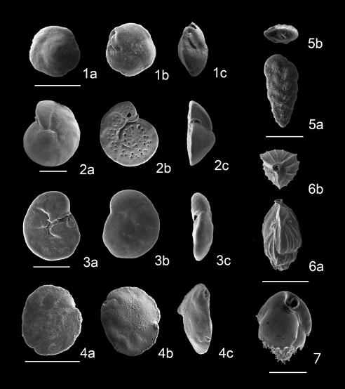 Scanning electron micrographs of benthic foraminifera in core ND-01. 1a-c. Eilohedra nipponica (Kuwano); 2a-c. Cibicides lobatulus Walker and Jacob; 3a-c. Rosalina sp. A; 4a-c. Cibicidoides? sp. A; 5a, b. Bolivina decussate Brady; 6a, b. Angulogerina ikebei Husezima and Maruhashi; 7. Bulimina marginata d’Orbigny. Scale bars are 100 μm