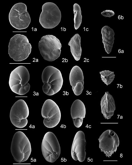 Scanning electron micrographs of benthic foraminifera in core ND-01. 1a-c. Nonionella stella Cushman and Moyer; 2a-c. Nonionellina sp. A; 3a-c. Nonionella globosa Ishiwada; 4a, b. Haynesina sp. A. Scale bars are 100 μm