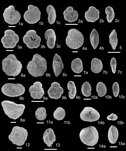 Scanning electron micrographs of benthic foraminifera in core HS02. 1a-c. Ammonia “beccarii” (Linné) forma 1; 2a-c. Ammonia sp. A; 3a-c. Ammonia japonica (Hada); 4a, b. Elphidium crispum (Linné); 5. Uvigerinalle glabra (Millett); 6a-c. Pararotalia nipponica (Asano); 7a-c. Pseudononion japonicum Asano; 8a-c. Ammonia sp. B; 9a-c. Nonionellina sp. A; 10a, b. Textularia sp. B; 11a, b. Planograbratella opercularis (Asano); 12. Cymbaloporetta bradyi (Cushman); 13. Bulimina marginata d’Orbigny; 14a, b. Miliolinella sublineata (Brady); 15a, b. Quinqueloculina seminulum (Linné). Scale bars are 100 μm