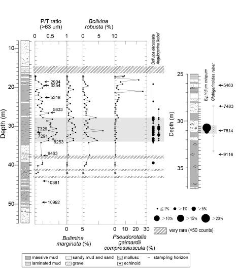 Stratigraphic changes in the planktonic/total foraminiferal ratio (P/T ratio), the relative abundance of warm-water species (Bulimina marginata, Bolivina robusta and Pseudorotalia gaimardii compressiuscula) and “upper bathyal” species (Bolivina decussata and Angulogerina ikebei) in core ND-01 and occurrence of Elphidium crispum and Globigerinoides ruber (data from Takata et al., 2006b) in core HS02. Age data (calendar ages) of cores ND-01 and HS02 were taken from Kim et al. (2015) and Yamada and Takayasu (2006)