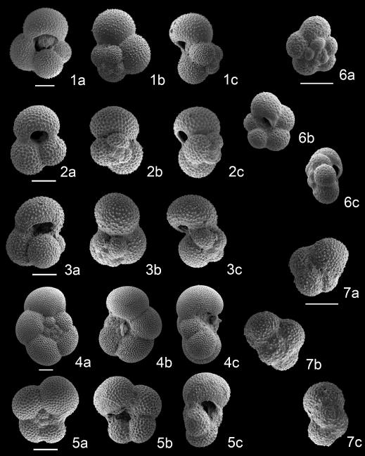 Scanning electron micrographs of planktonic foraminifera in core ND-02. 1a-c. Globigerina bulloides d’Orbigny; 2a-c. Globigerinoides ruber (d’Orbigny); 3a-c. Globigerinoides sacculider (Brady); 4a-c. Neogloboquadrina duterteri (d’Orbigny); 5a-c. Neogloboquadrina pachyderma (Ehrenberg) (dex.); 6a-b. Globigerina quinqueloba Natland; 7a, b. Neogloboquadrina pachyderma (Ehrenberg) (sin.). Scale bars are 100 μm