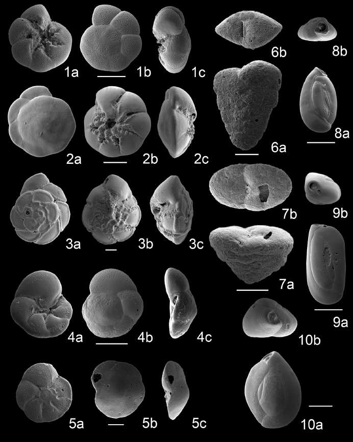 Scanning electron micrographs of benthic foraminifera in cores FV10-05 and FV10-06-2. 1a-c. Ammonia japonica (Hada); 2a-c. Ammonia ketienziensis angulata Kuwano; 3a-c. Pseudorotalia gaimardii compressiuscula (Brady); 4a-c. Rosalina sp. A; 5a-c. Gavelinopsis sp.; 6a, b. Textularia sp. A; 7a, b. Textularia sp. B; 8a, b. Quinqueloculina seminulum (Linné); 9a, b. Quinqueloculina elongata d’Orbigny; 10a, b. Quinqueloculina akneriana d’Orbigny. Scale bars are 100 μm