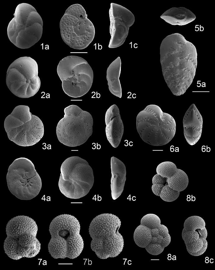 Scanning electron micrographs of benthic and planktonic foraminifera in cores FV10-05 and FV10-06-2. 1a-c. Cibicides lobatulus Walker and Jacob; 2a-c. Discorbinella convexa (Takayanagi); 3a-c. Cibicidoides subdepressus (Asano); 4a-c. Hanzawaia nipponica Asano; 5a, b. Bolivina robusta (Brady); 6a, b. Elphidium advenum (Cushman); 7a-c. Globigerinoides ruber (d’Orbigny); 8a-c. Neogloboquadrina duterteri (d’Orbigny). Scale bars are 100 μm