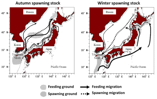 Spawning ground and typical migration of Todarodes pacificus autumn and winter cohorts. (Kidokoro et al., 2010)