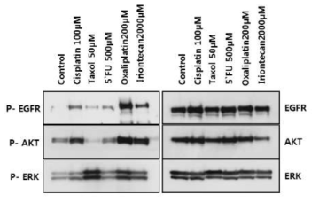 표준 화학 치료제에 의해 유도된 EGFR 신호전달 pathways