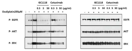 표준 화학 치료제에 의해 활성화된 EGFR 신호전달의 억제 효과