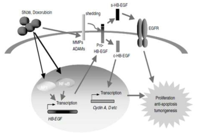 Chemotherapy에 대한 HB-EGF의 저항성