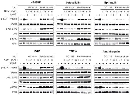 Inhibitory effect of GC1118 and Vectibix (panitumumab) on ligand-induced EGFR signal pathway in HCT8 colorectal cancer cell line