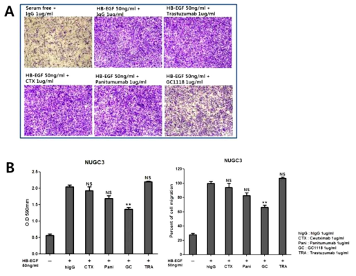 Effects of GC1118 on HB-EGF-induced migration of NUGC3 gastric cancer cells compared to other EGFR or HER2-targeted antibodies. (A) microscopic image and (B) quantitative analysis of migrating cells