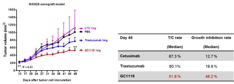 The anti-tumor effect of GC1118, Cetuximab and trastuzumab on MKN28 xenograft mouse model