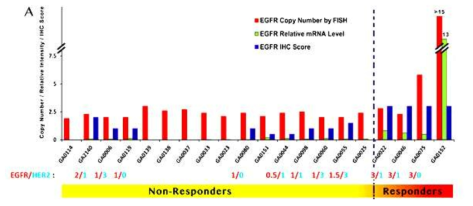 Responsiveness of Erbitux to gastric patient-derived xenograft models categorized by HER2 and EGFR IHC score