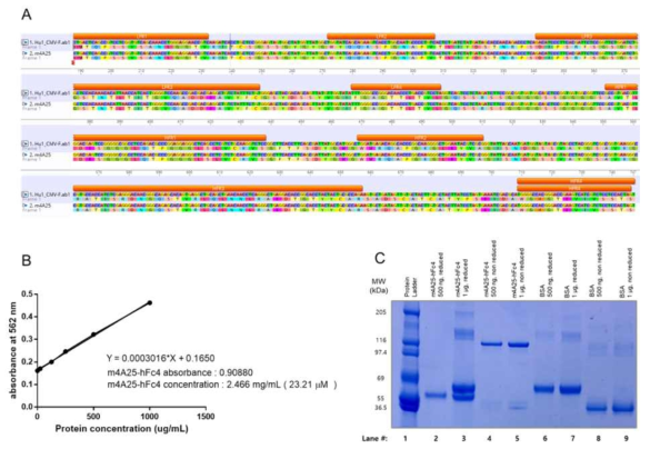 Generation and characterization of recombinant anti-human c-Met scFv human IgG4 Fc fusion protein, m4A25-hFc4. (A) Nucleotide and amino acid sequences of m4A25 scFv gene. (B) affinity purified m4A25-hFc4 fusion protein is quantified and production yield is calculated as 6.165 mg/L culture. (C) SDS-PAGE gel results of 500 ng and 1 μg of m4A25-hFc4 and bovine serum albumin under reducing and non reducing condition respectively