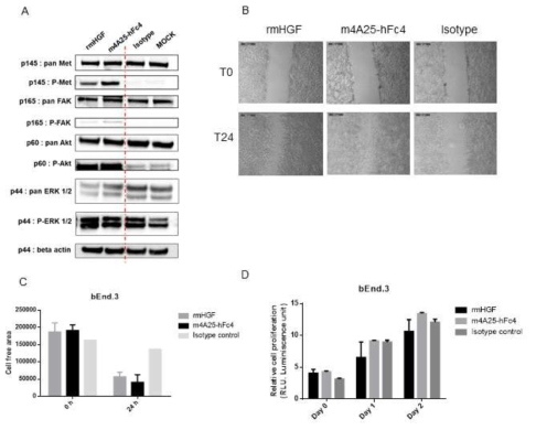 Agonistic effiacy of anti-c-Met antibody m4A25-hFc4. (A) Phosphorylation of Met, FAK, Akt, Erk1/2 is induced by treatment of HGF (1 nM), m4A25-hFc4 (100 nM), isotype control antibody (100 nM) for 5 minutes. (B) Wound healing assay was made in bEnd.3 with 24 hours of recovery. The groups anlyzed were : rmHGF (1 nM), m4A5-hFc4 (100 nM), isotype control antibody (100 nM). (C) The graphics present cell free area of bEnd.3 cell after treatment. rmHGF and m4A25-hFc4 treated cells recover the wound faster than control antibody treated cells. (D) bEnd.3 cells were treated with rmHGF (1 nM), m4A5-hFc4 (100 nM), isotype control antibody (100 nM) and cell proliferation is measured immediately, 24 hours, 48 hours after treatment but did not show significant differences in cell proliferation