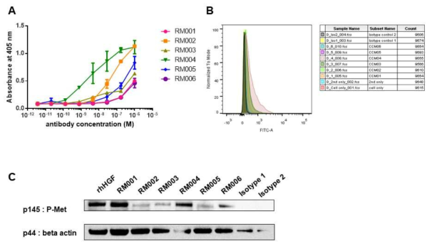 Characterization of anti-human c-Met antibody. (A) Binding activity of anti-human c-Met antibody (RM001 – RM006) was evaluated with ELISA against recombinant human c-Met-HIS conjugated protein. (B) Binding activity against cell surface human c-Met was evaluated with PC-3 human prostate cancer cell line by flow cytometry analysis. (C) Agonistic efficacy against c-Met was evaluated with detection of phosphorylated c-Met after treatment of antibody to the human c-Met expressing cell line PC-3