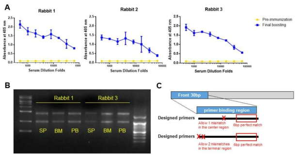 Construction of rabbit immune library using in-house designed immunoglobulinl gene specific primer. (A) Titration of serum immunoglobulin from 3 human c-Met immunized rabbit. (B) Extraction of total RNA from 2 rabbits with high serum antibody titer. SP, BM, PB represent spleen, bone marrow, peripheral blood respectively. 500 ng of total RNA were loaded. (C) Minimum-path tracking algorithm derived primer design logic. Central single mismatch and terminal double mismatch was allowed along with 3’ perfect match for 6 nucleotide molecules