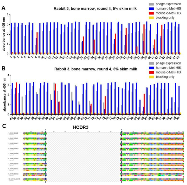 Screening of c-Met reactive phage clones from the last round of the biopanning. (A-B) Phage ELISA results. Phage expression represent the signal of the HA specific antibody which binds to phage coat protein and enbrel is coated as negative control for c-Met antigen. (C) 10 different HCDR3s were identified from Sanger sequencing