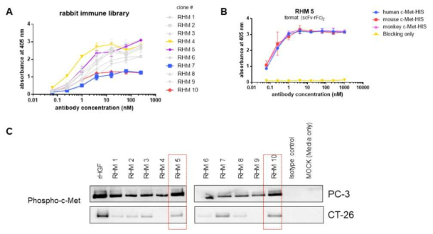Characterization of anti-human c-Met antibody identified from rabbit immune library. (A) Binding activity of anti-human c-Met antibody (RHM001 – RHM006, scFv-human IgG1 Fc conjugated format) was evaluated with ELISA against recombinant human c-Met-HIS conjugated protein. (B) RHM5 clone was produced and tested for cross-reactivity against human, mouse and monkey c-Met. (C) Agonistic efficacy against c-Met was evaluated with detection of phosphorylated c-Met after treatment of antibody to the human c-Met expressing cell line PC-3 and mouse c-Met expressing cell line CT-26