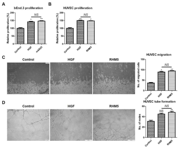 Effects of m4A25 and RHM5 on in vitro angiogenesis assays. (A) The effects of HGF and m4A25 on the proliferation of bEnd.3 cells. (B) The effects of HGF and RHM5 on the proliferation of HUVECs. (C) The effects of HGF and RHM5 on the migration of HUVECs. (D) The effects of HGF and RHM5 on the tube formation of HUVECs