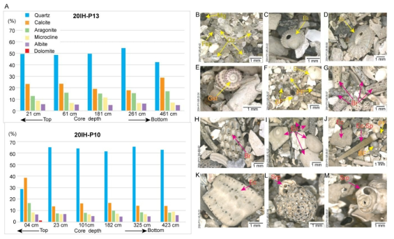 (A) Average mineral composition of selected samples from sand waves. Overall, the composition of sand waves is similar. Quartz is the most abundant mineral(> 40%). Carbonate fraction(aragonite +calcite) is >35 %. Siliciclastic fraction (quartz+microcline+albite) is inversely proportional to the amount of carbonate fraction(calcite+aragonite+dolomite). (B)‒(M) Selected microscopic images from core P11 showing the presence of quartz(Qz), feldspar(Fsp), magnetite(Mg), bivalves(Bi), gastropode(Gst), benthic foraminifera(BF), planktonic foraminifera(PF), bryozoans(Br), echinoderms(Ec), echinoderm-spine(Ec-Sp), and serpulids(Srp)