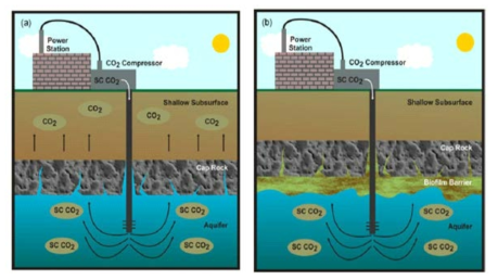 Conceptual drawing showing blocking of cracks in caprock by microbiologically -induced calcium carbonate precipitation(Mitchell et al., 2019)