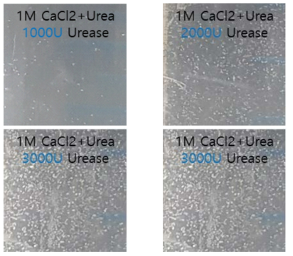 Close-up photos of precipitates after 1 day