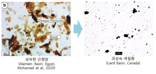 셰일 시료에서 추출된 유기물 시료