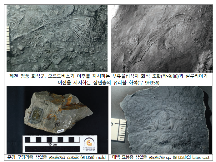 충북 제천, 경북 문경, 봉화 등에서 신규 발굴하여 연구 중인 화석 표본들