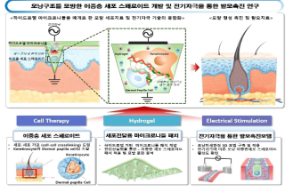 모낭구조를 모방한 이중층 세포 스페로이드 개발 및 전기자극을 통한 발모촉진 연구 모식도