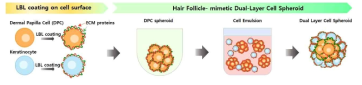 ECM 단백질의 layer-by-layer 코팅 기술 도입으로 이중층 스페로이드 개발