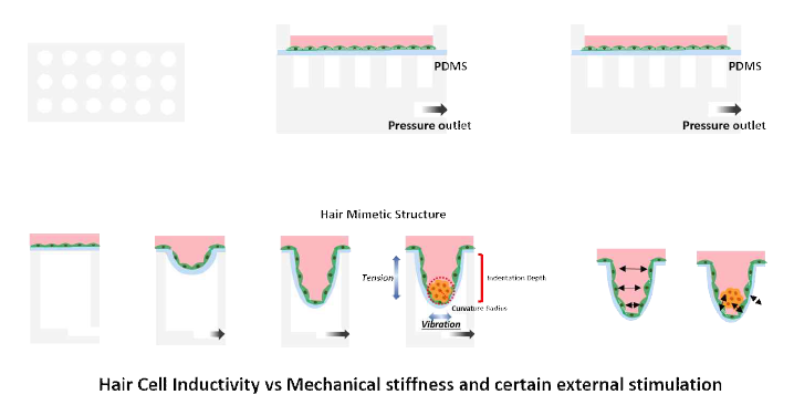 모낭 구조 모사한 Hair-on-a chip 디자인 모식도