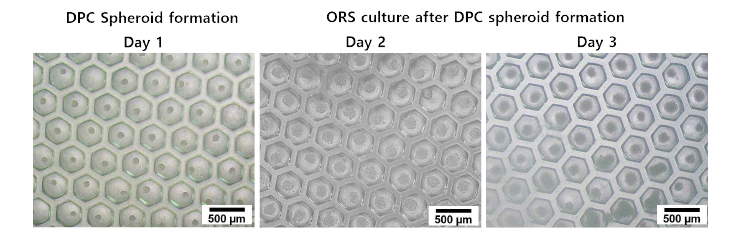 DPC cell과 ORS cell co-culture 재현