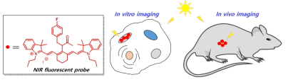 NIR 영역의 형광프로브를 이용한 In-vitro, In-vivo 바이오이미징 연구