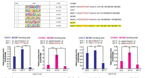 RNPS1 motif binding site 확인 및 RIP를 통한 direct binding 확인