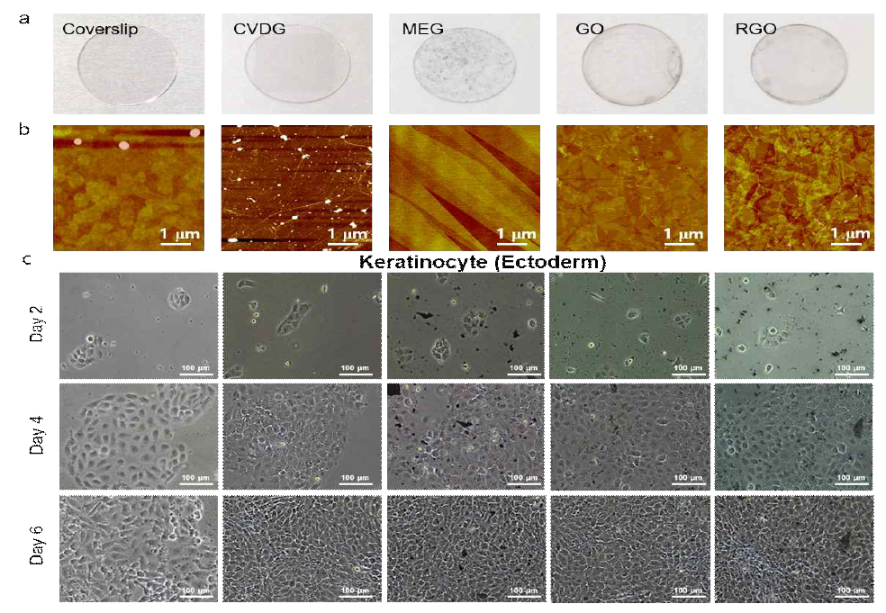 다양한 그래핀 기판의 생체외 피부 세포 특성 평가