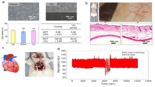 In vitro와 in vivo 생체안전성 평가와 쥐 심장의 움직임 측정 실험