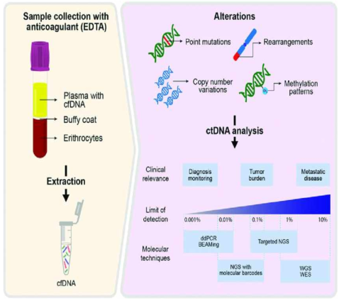 ctDNA 분석 모식도. 림프종의 진단, 모니터링 및 병기 측정에 활용 가능성 [Oliveira KCS et al]