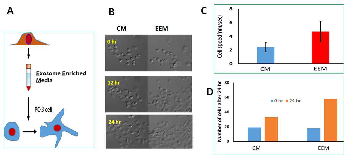 Exosome 농축 배지의 전립선 암세포 성장 및 운동성 효과. 실험 도식 (A), 정상배지 또는 EEM으로 처리 된 PC_3 세포의 대표적인 이미지(B), 세포활동성(C), 및 세포 성장(D)