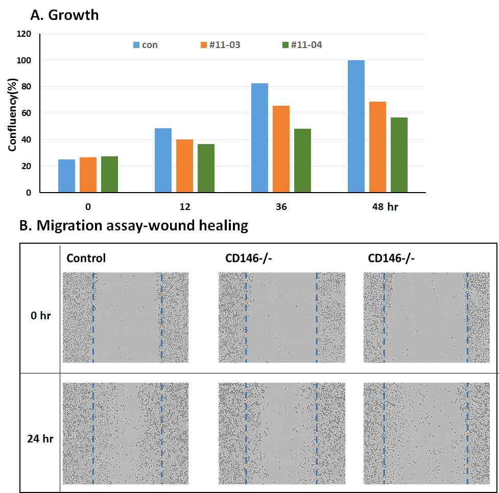 MTT assay(위) 및 wound healing test