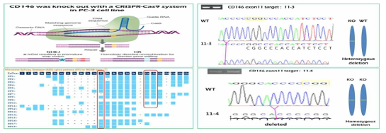 CD146 KO PC-3 세포주 확립. 발굴된 CD146의 기능 분석을 위하여 CRISPR-Cas system을 사용하여 PC-3 cell line의 CD146결손한 세포주 11-3(오른쪽 위) 및 11-4 (오른쪽 아래)를 각각 제작 함