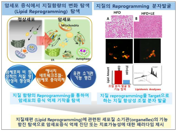 지질 함량을 Reprogramming 함으로써 암세포의 증식을 억제 하고 대사 항상성을 유지하는 유기적 연구 전립선 암발생 과정 동안의 콜레스테롤 및 지질 항상성 이상에 대한 분석을 기반으로, 암 세포 증식 및 분화의 대사 과정에서 지질 함량의 Reprogram을 통하여 암의 성장과 전이를 억제하는 새로운 target 분자를 발굴하여 전립선 암 치료 가능성을 제시하고자 함