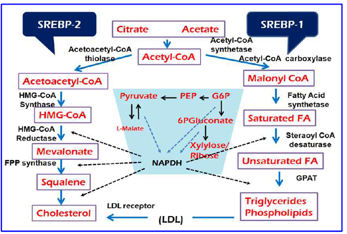 전사인자 SREBP에 의한 지질생합성 조절