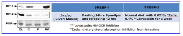 Dietary regulation expression of SREBPs in mouse liver